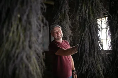 Mark Ponchak, a lavender farmer in McConnellsville, OH, with his drying lavender in the attic of his brotherâs brewery on November 6, 2023.